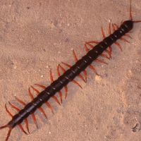 Centipede