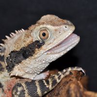 Australian Water Dragon