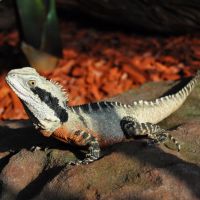 Australian Water Dragon