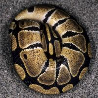 ball-python-tight-ball.jpg