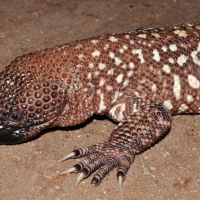 Beaded Lizard