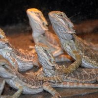 Bearded Dragons