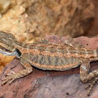 Bearded Dragon