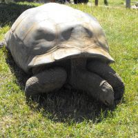 Giant Tortoises