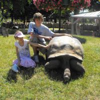 Take your photo with our Giant Tortoises