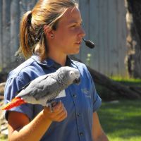 Bird Show African Grey Parrot