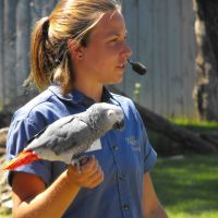 Bird Show African Grey Parrot