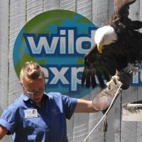 Bird Show Eagle