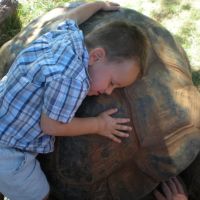 Giant Tortoises