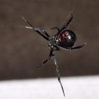 Black Widow Spider