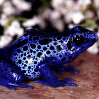 Blue Poison Arrow Frog