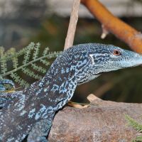 Blue Tree Monitor