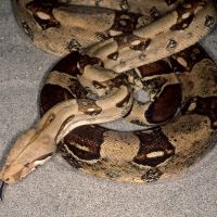 boa-constrictor.jpg