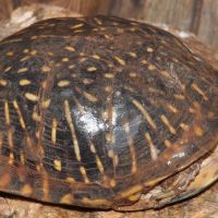 Box Turtle