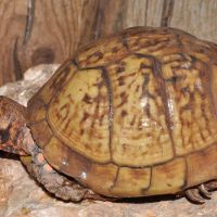 Box Turtle