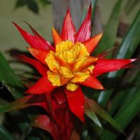 Red and Yellow Bromeliad