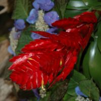 Red Bromeliad