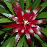 Red Bromeliad