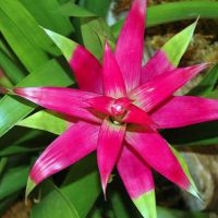 Pink Bromeliad