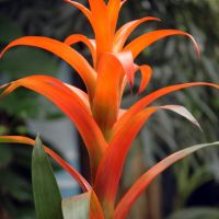 Orange Bromeliad