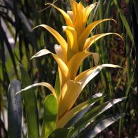 Yellow Bromeliad