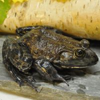 Bull Frog