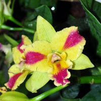 Burana Orchid