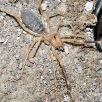 Camel Spider