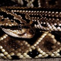 Cascabel Rattlesnake