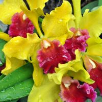 Cattleya Orchid