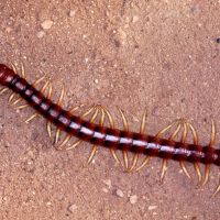 Centipede