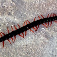 Centipede