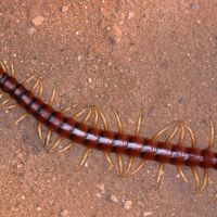 Centipede