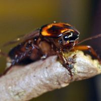 American Cockroach