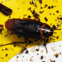 American Cockroach