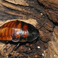 Hissing Cockroach
