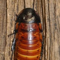 Hissing Cockroach