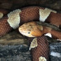 copperhead.jpg