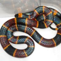 Coral Snake