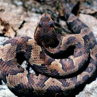 cottonmouth-baby.jpg