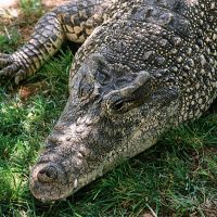 Cuban Crocodile