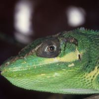 Cuban Anole