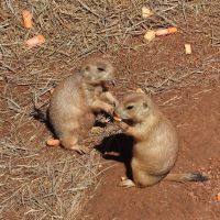 Prairie Dog Town