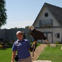 Bald Eagle at Bird show 07/19/2009