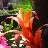 Orange Bromeliad