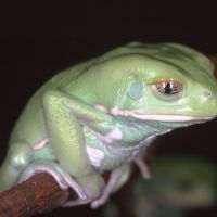 Dumpy Tree Frog