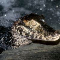 Dwarf Caiman