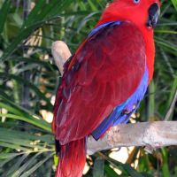 Eclectus