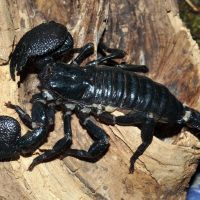 Emperor Scorpion