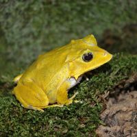 Eyelash Frog